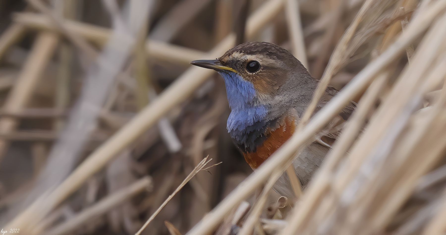 * Blaukehlchen *