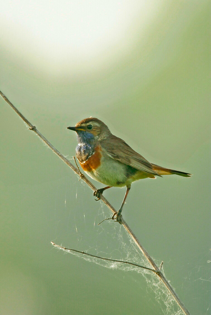 Blaukehlchen