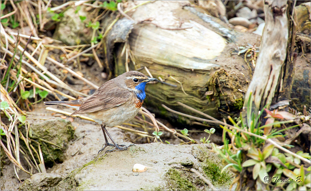 Blaukehlchen