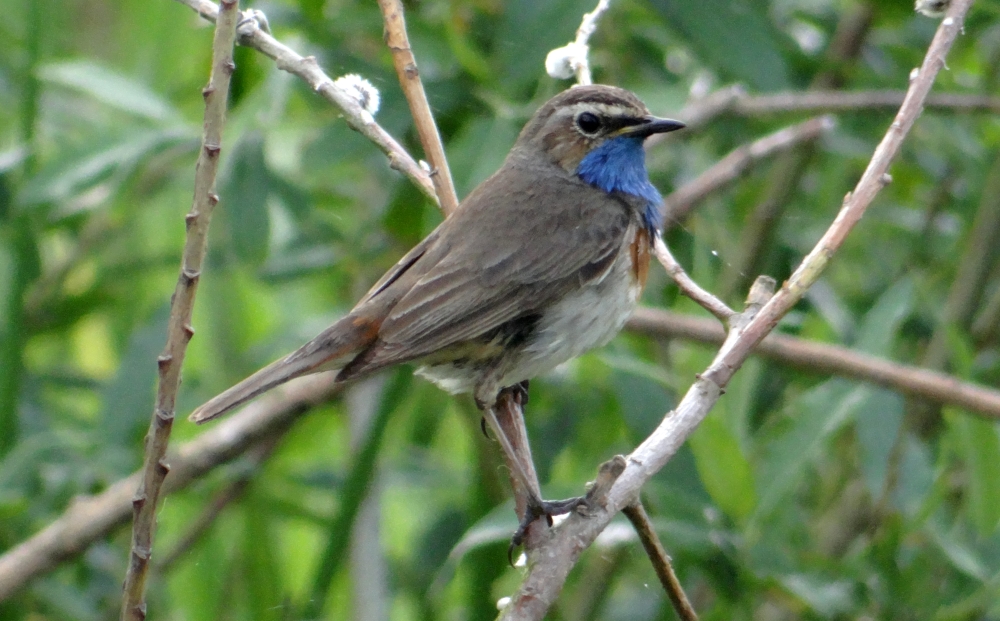 Blaukehlchen