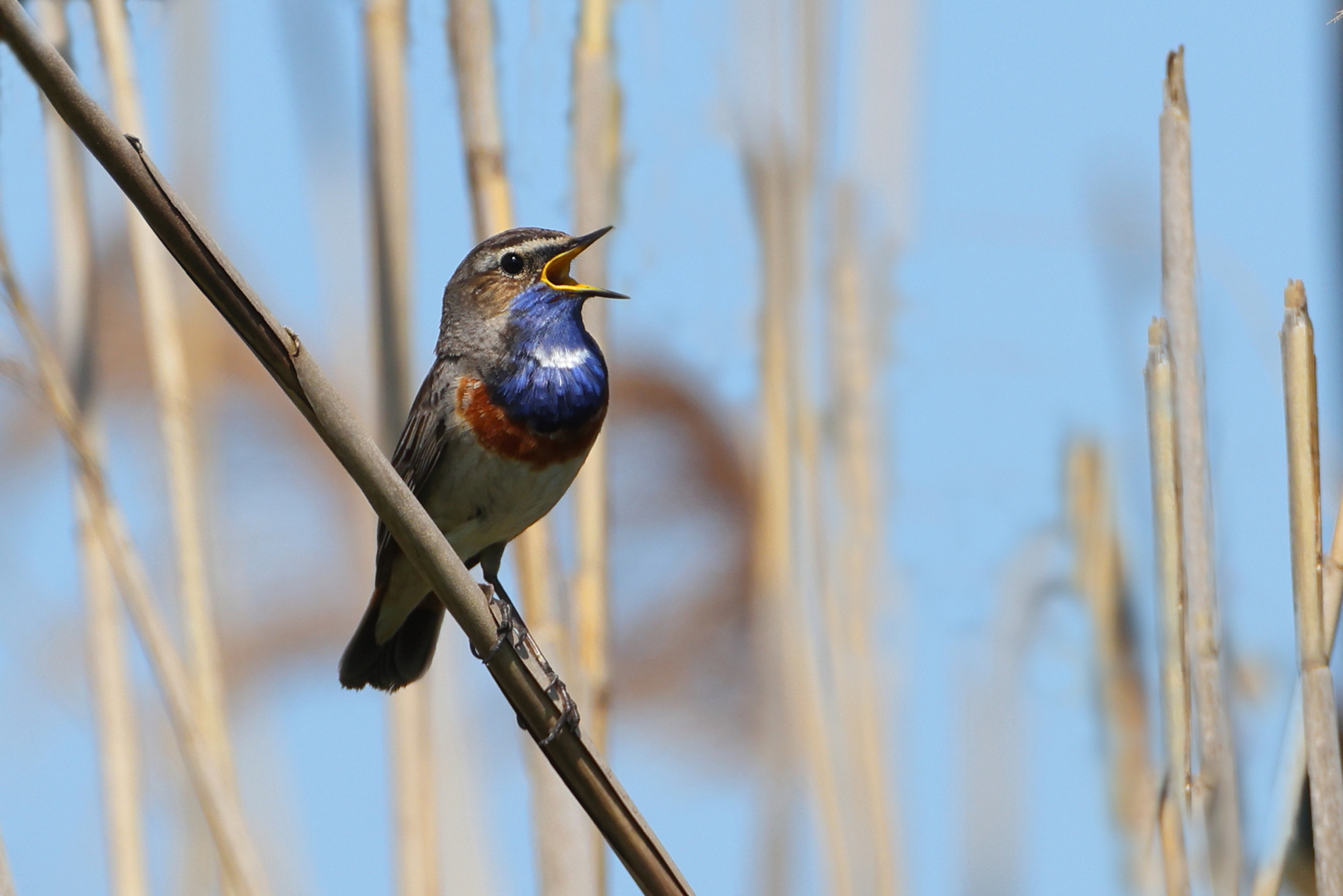 Blaukehlchen