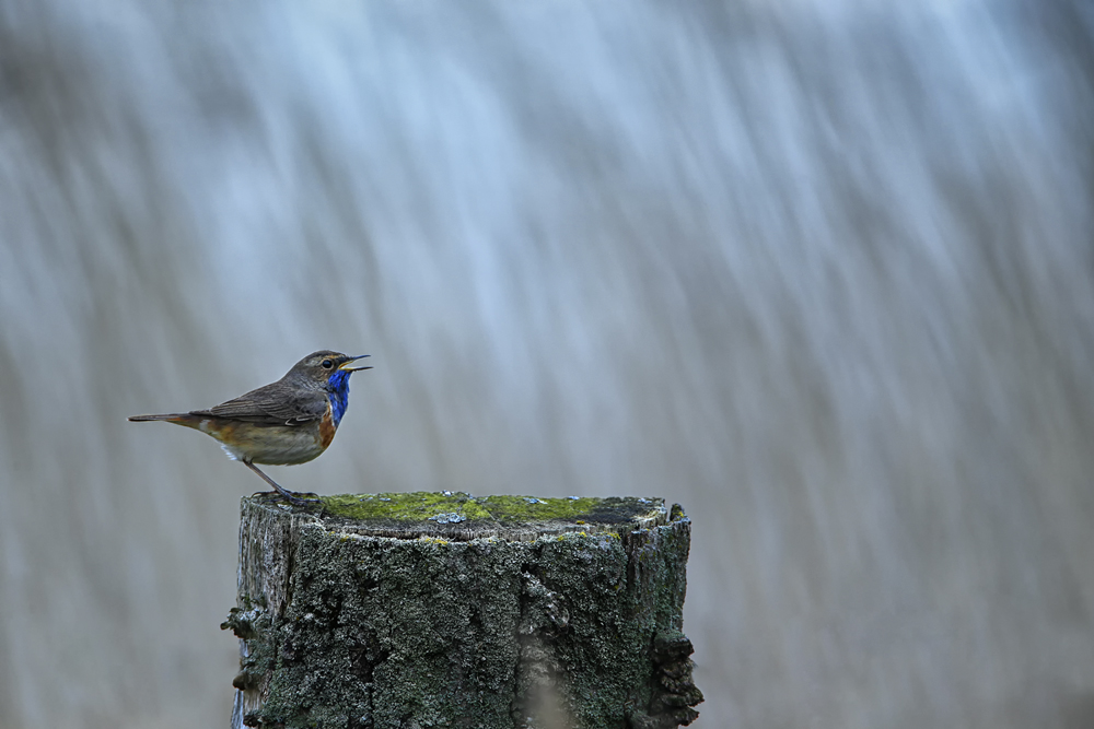 Blaukehlchen...