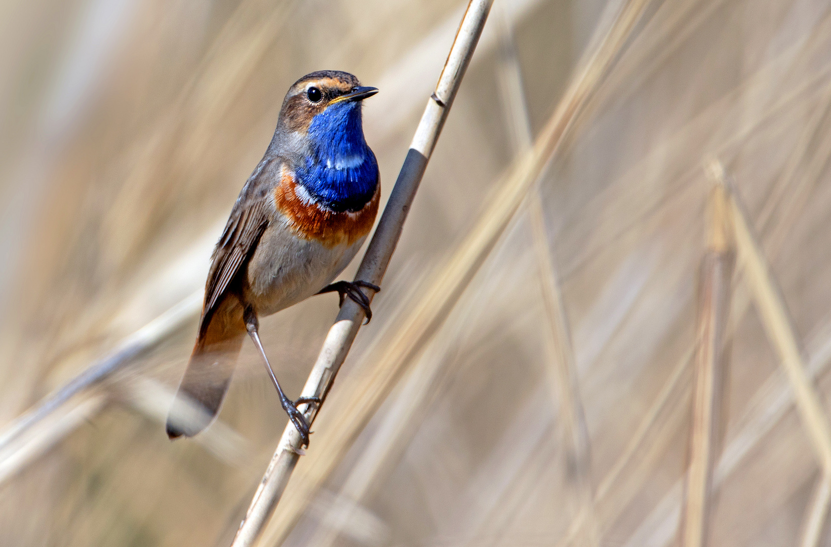 Blaukehlchen 