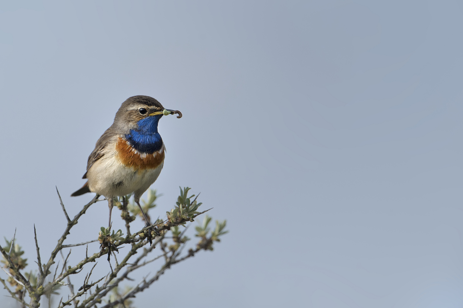 Blaukehlchen #3