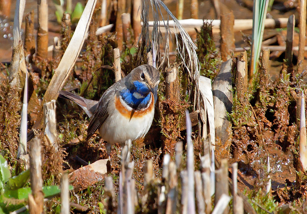 Blaukehlchen 3