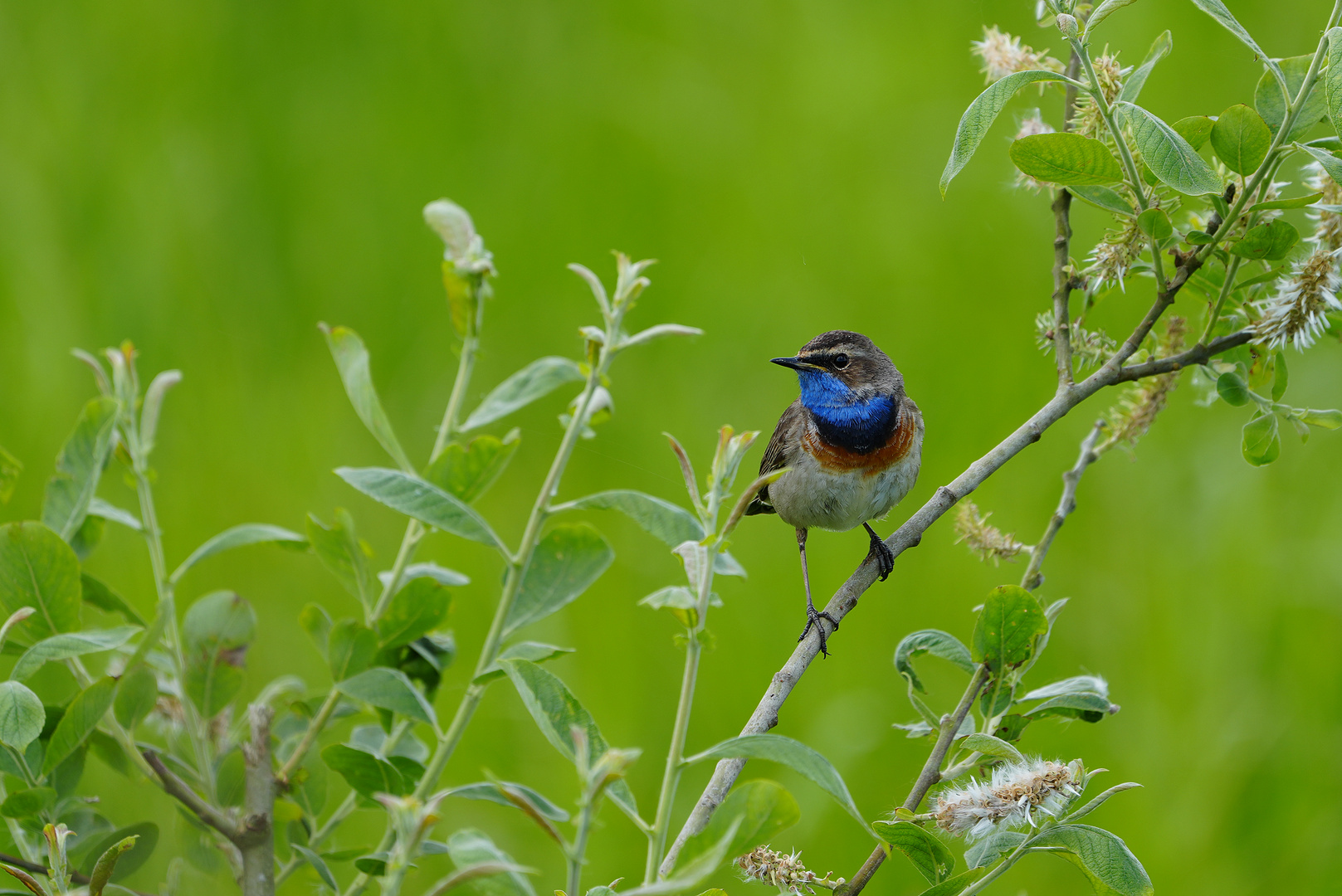 Blaukehlchen 3