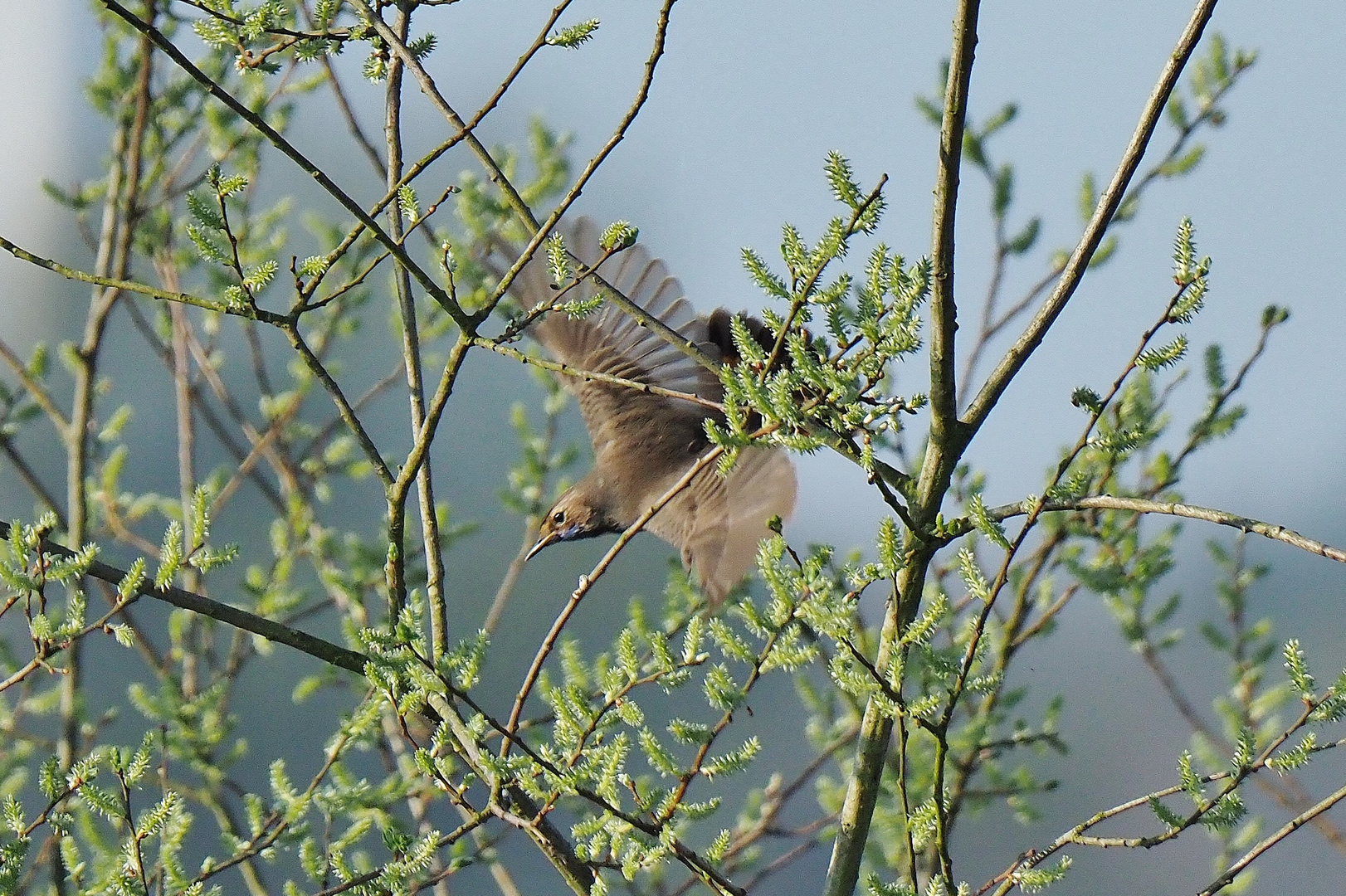 Blaukehlchen  3