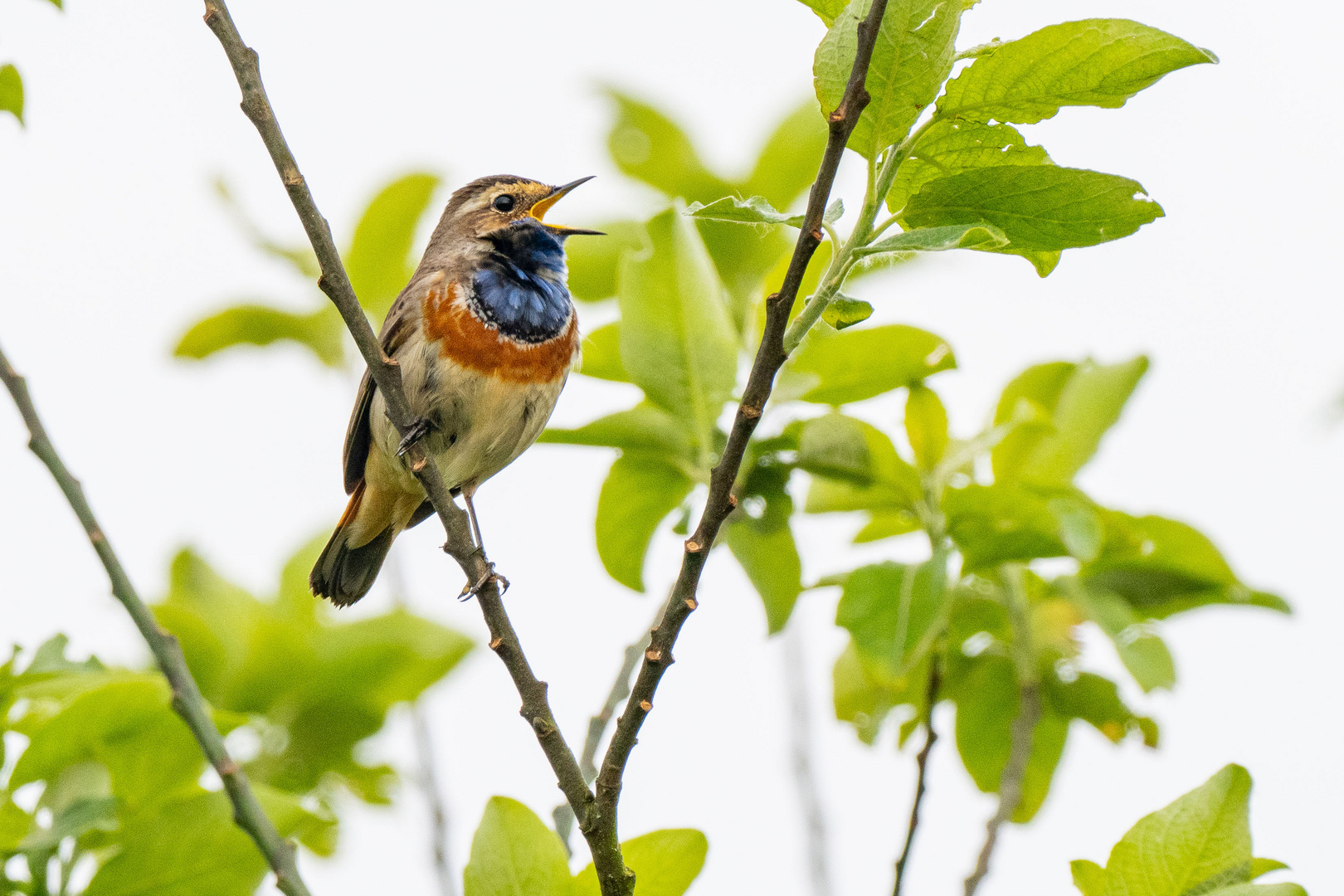 Blaukehlchen 3