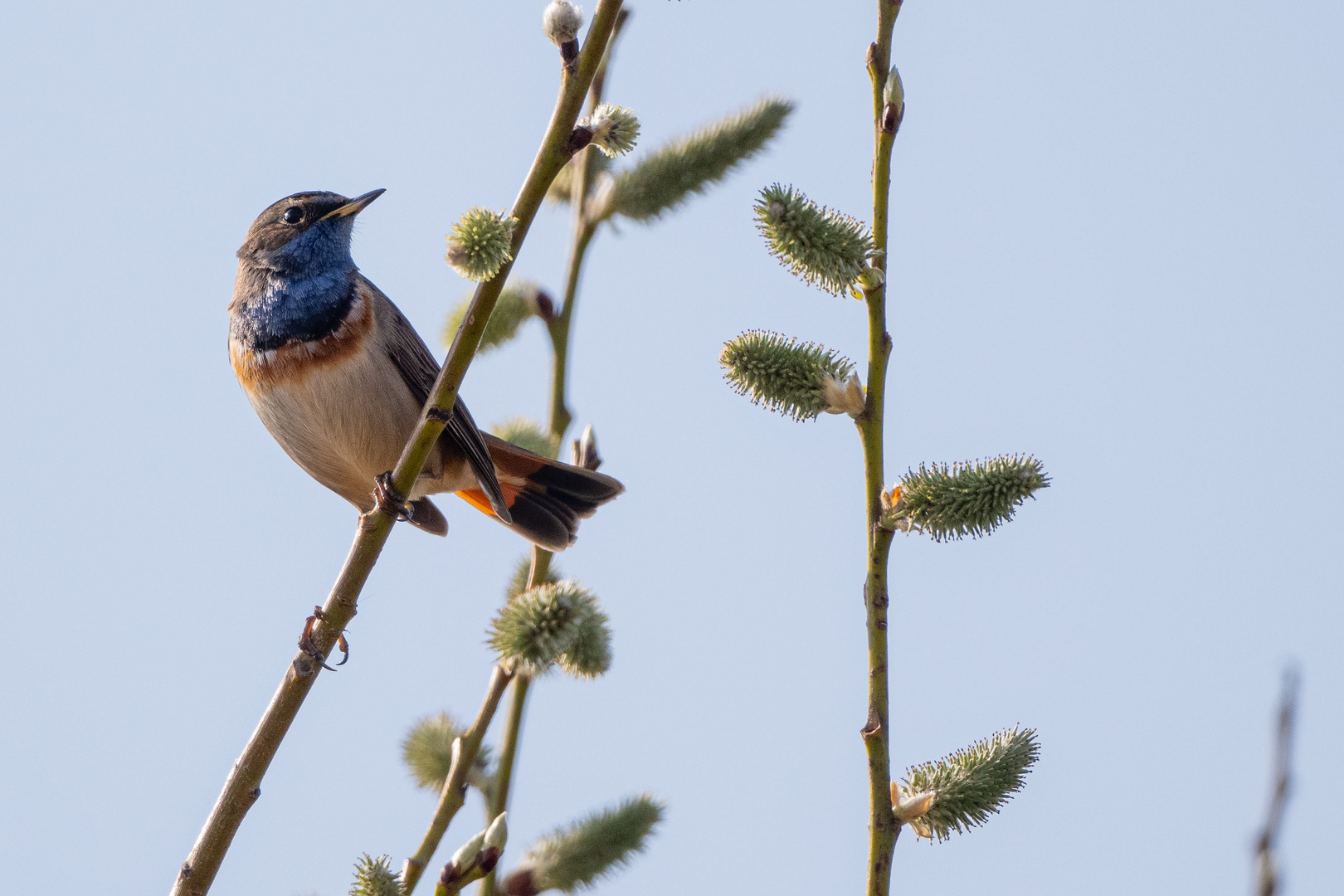 Blaukehlchen 3