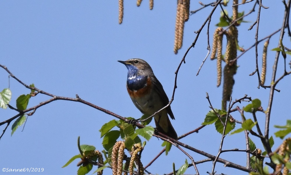 Blaukehlchen 3