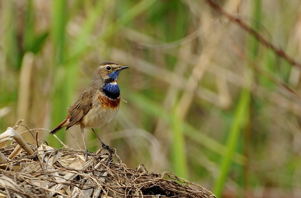 Blaukehlchen 3