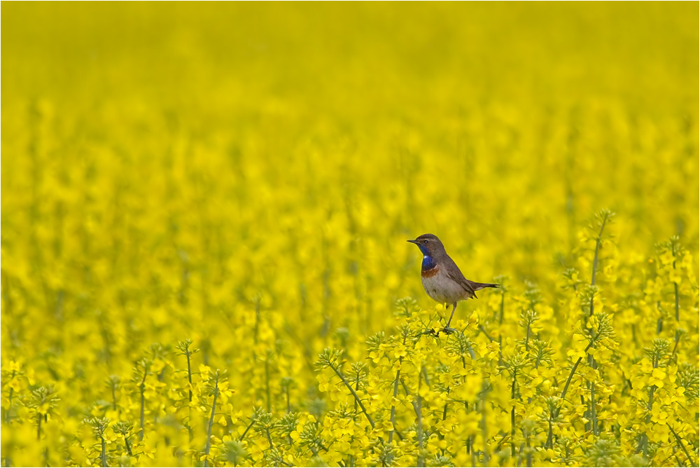 Blaukehlchen