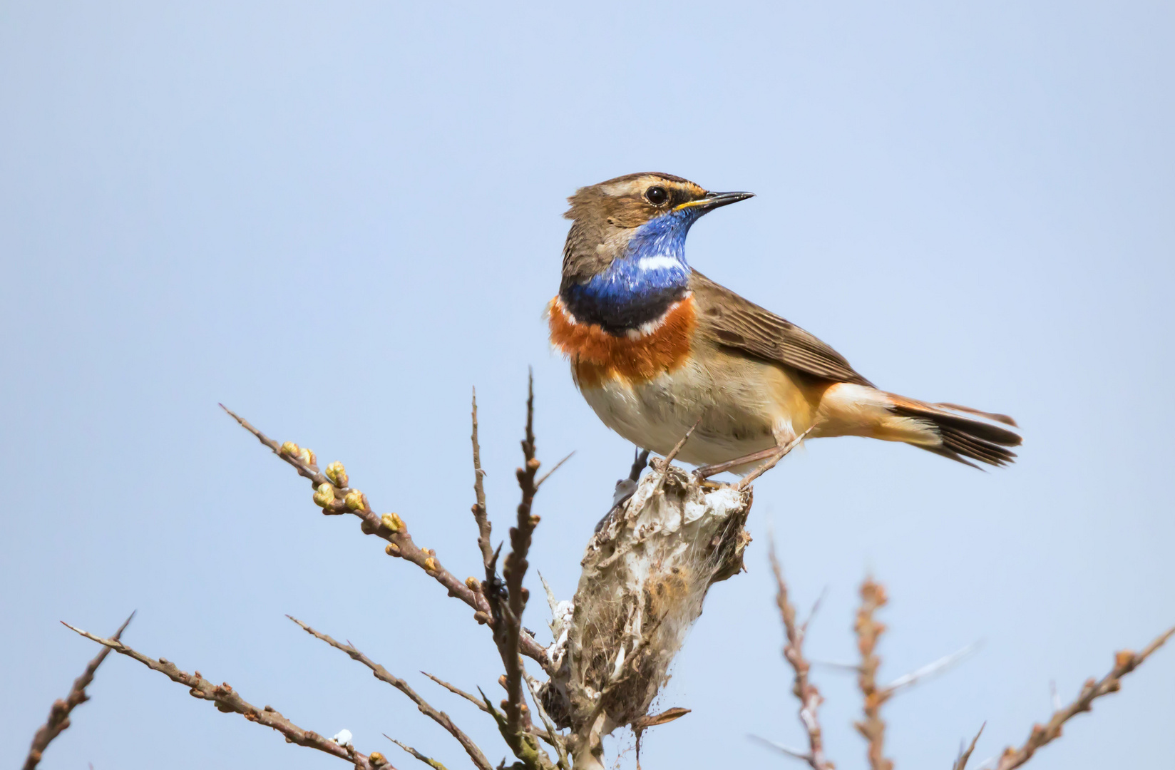 Blaukehlchen