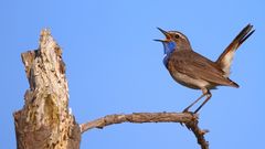 Blaukehlchen