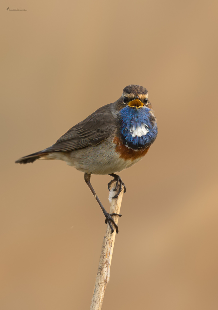 Blaukehlchen