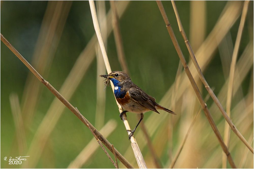 Blaukehlchen