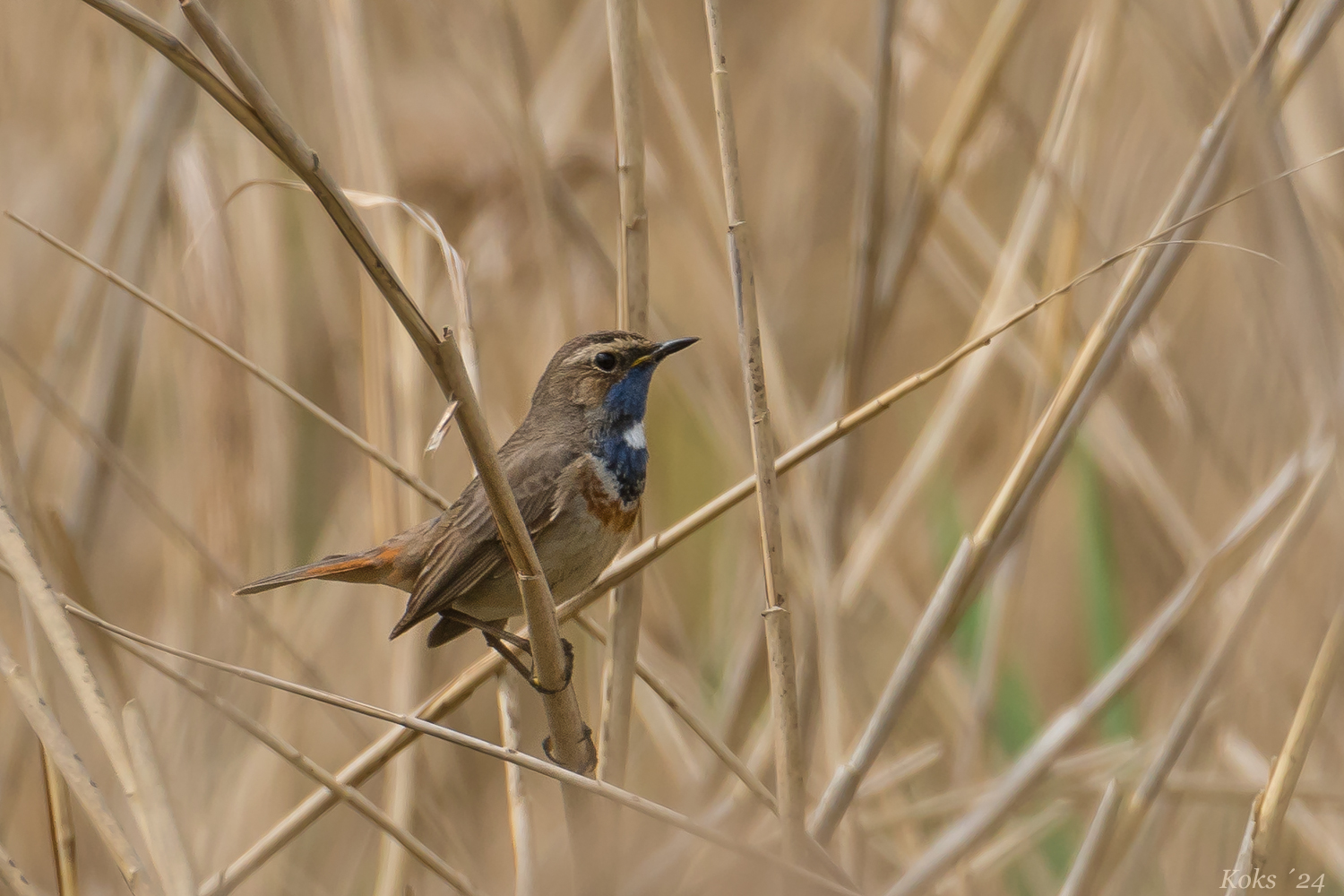 Blaukehlchen