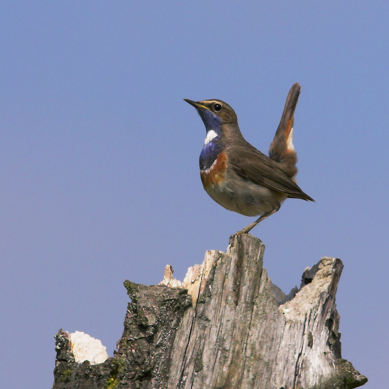 ~ Blaukehlchen ~