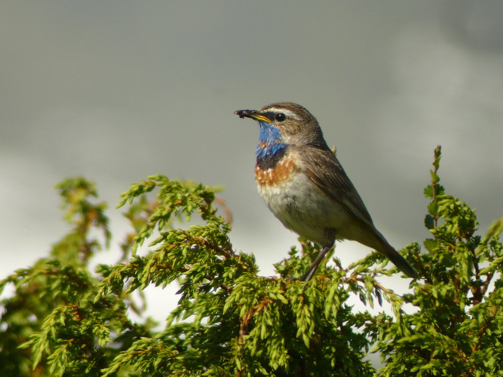 Blaukehlchen