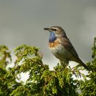 Blaukehlchen