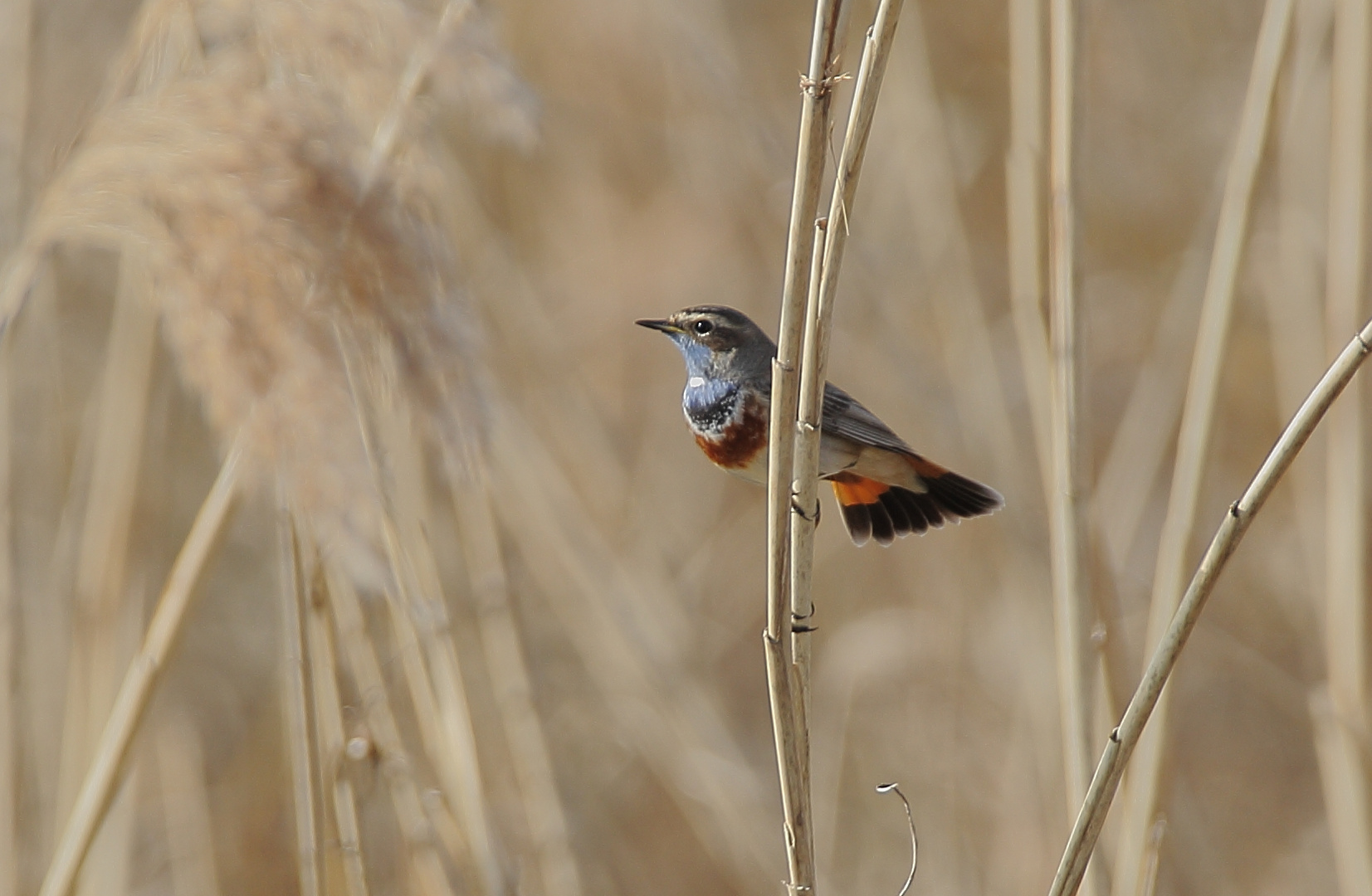 Blaukehlchen