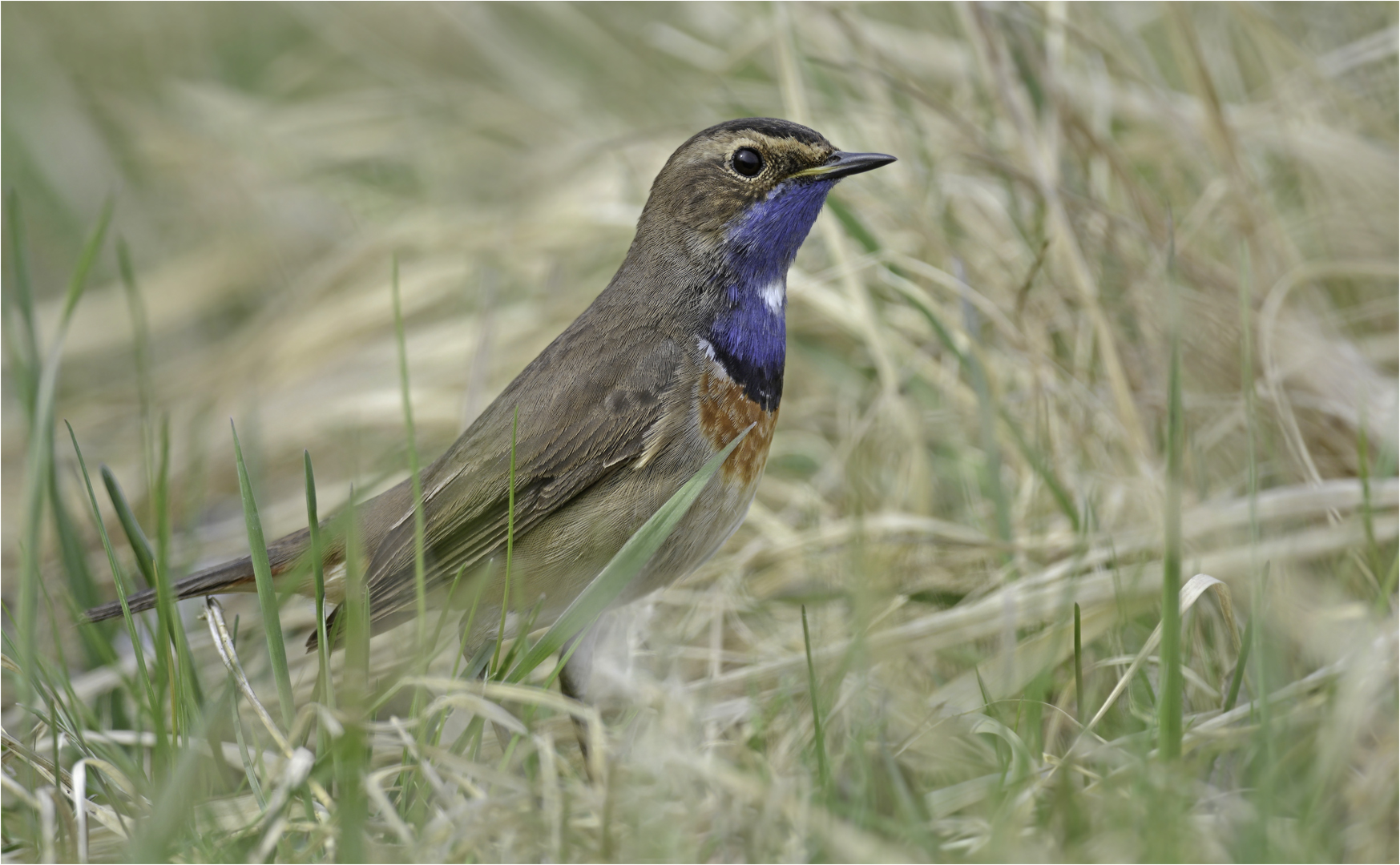 Blaukehlchen