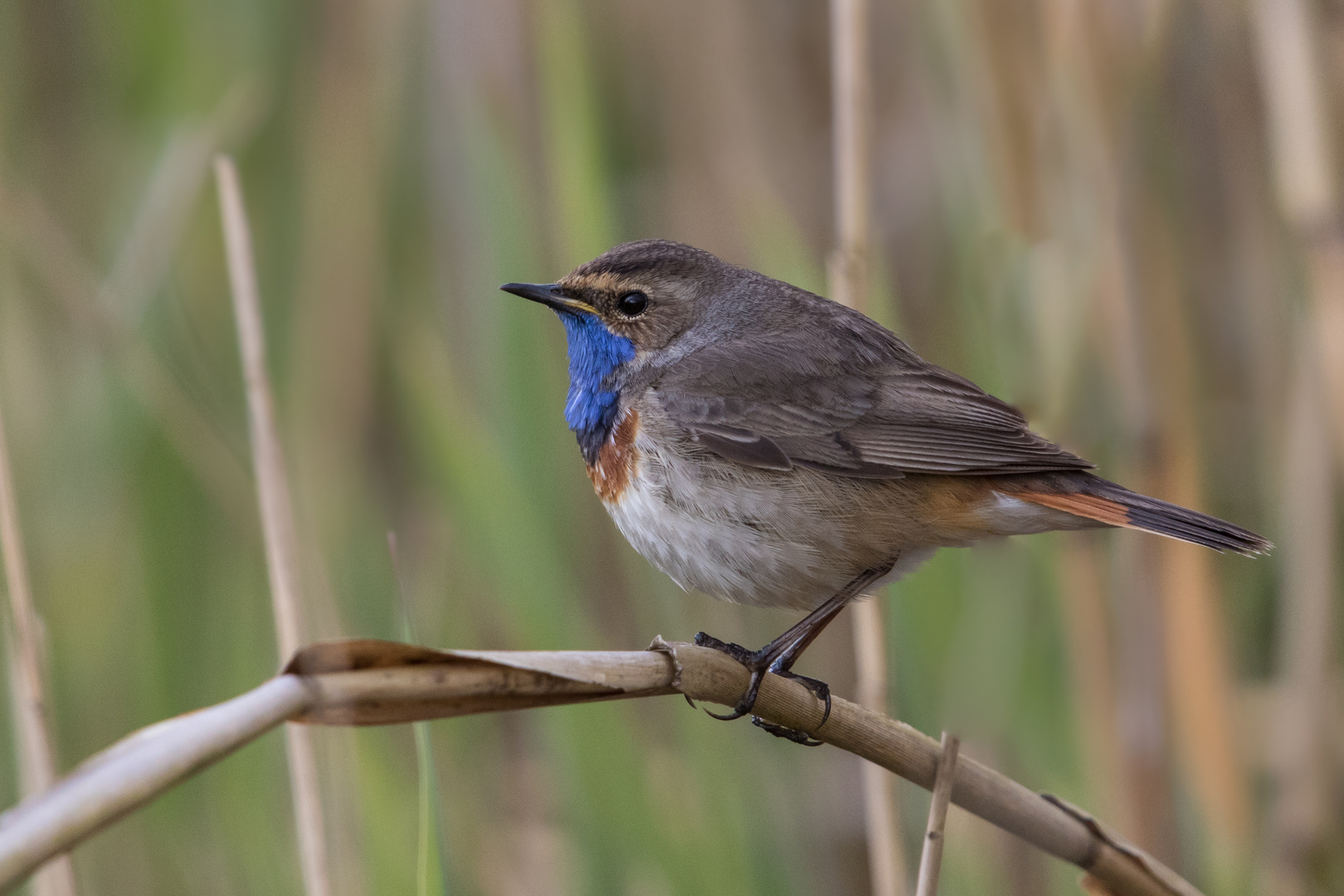 Blaukehlchen, 