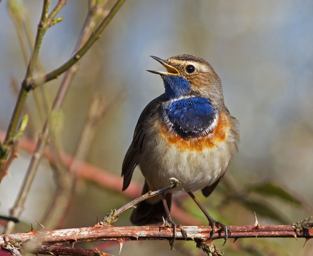 Blaukehlchen