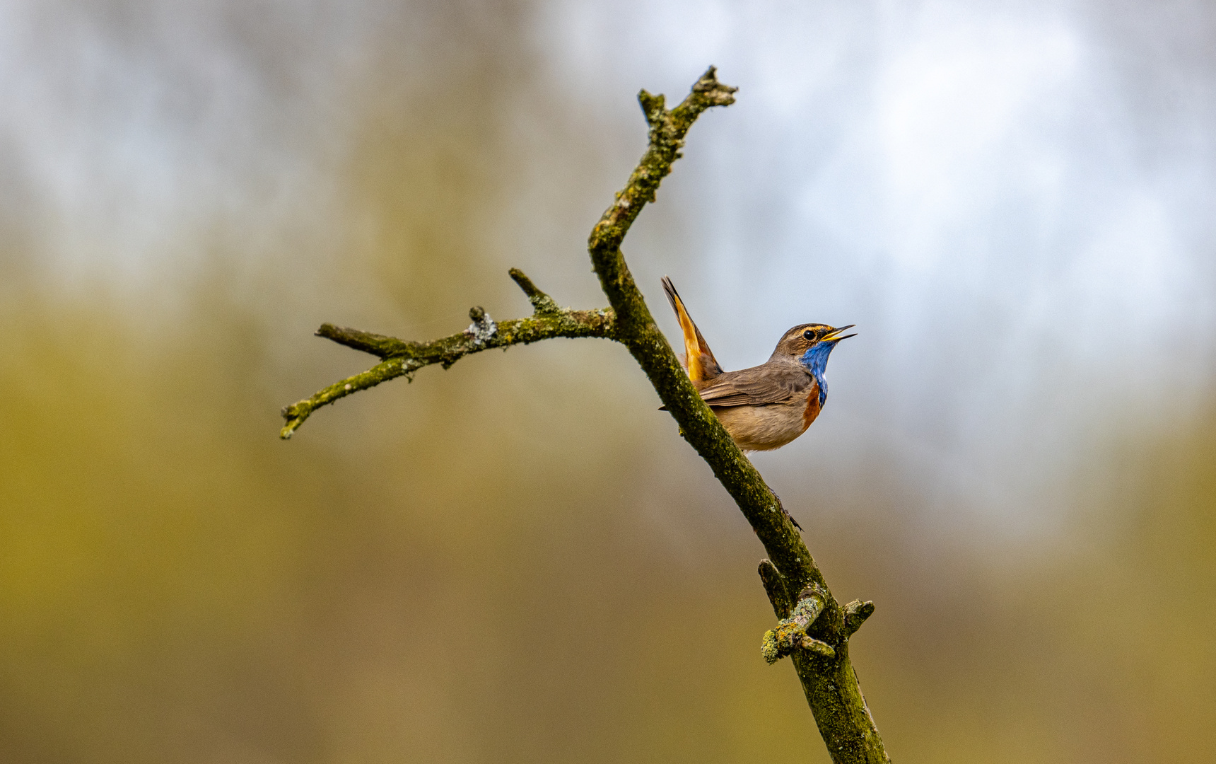 Blaukehlchen