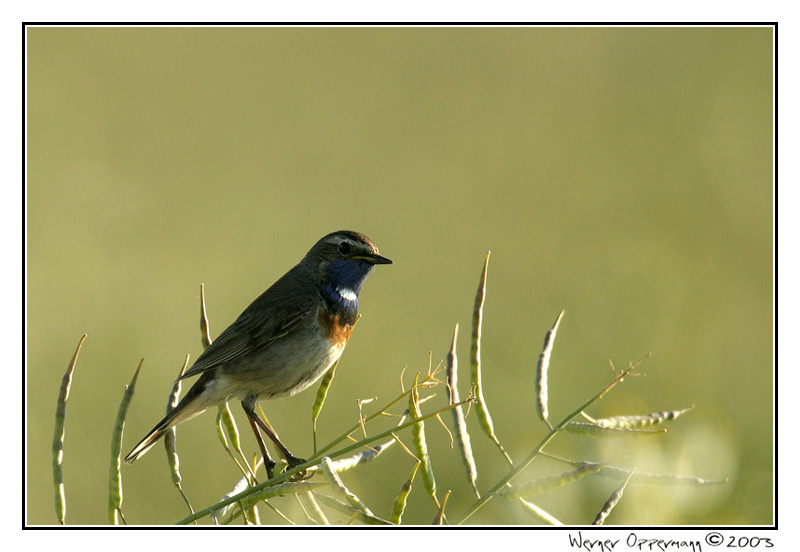 Blaukehlchen...