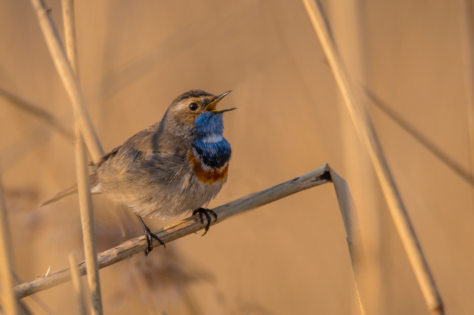 Blaukehlchen 4 am 25.03.2022