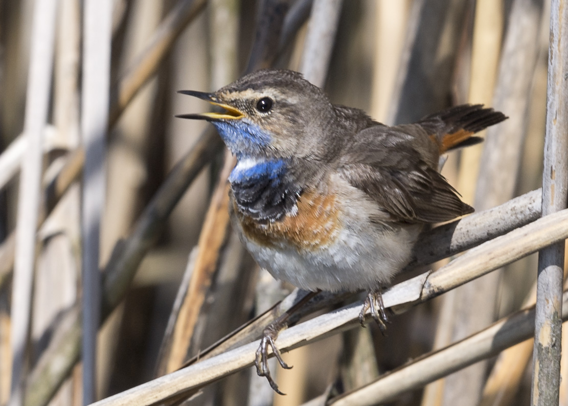 Blaukehlchen