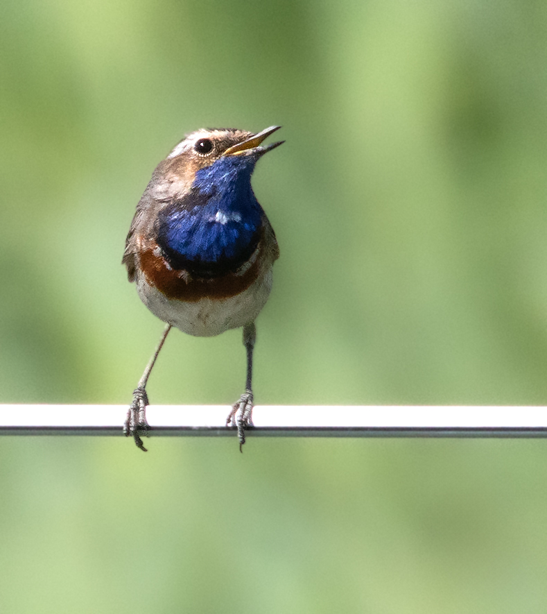 Blaukehlchen