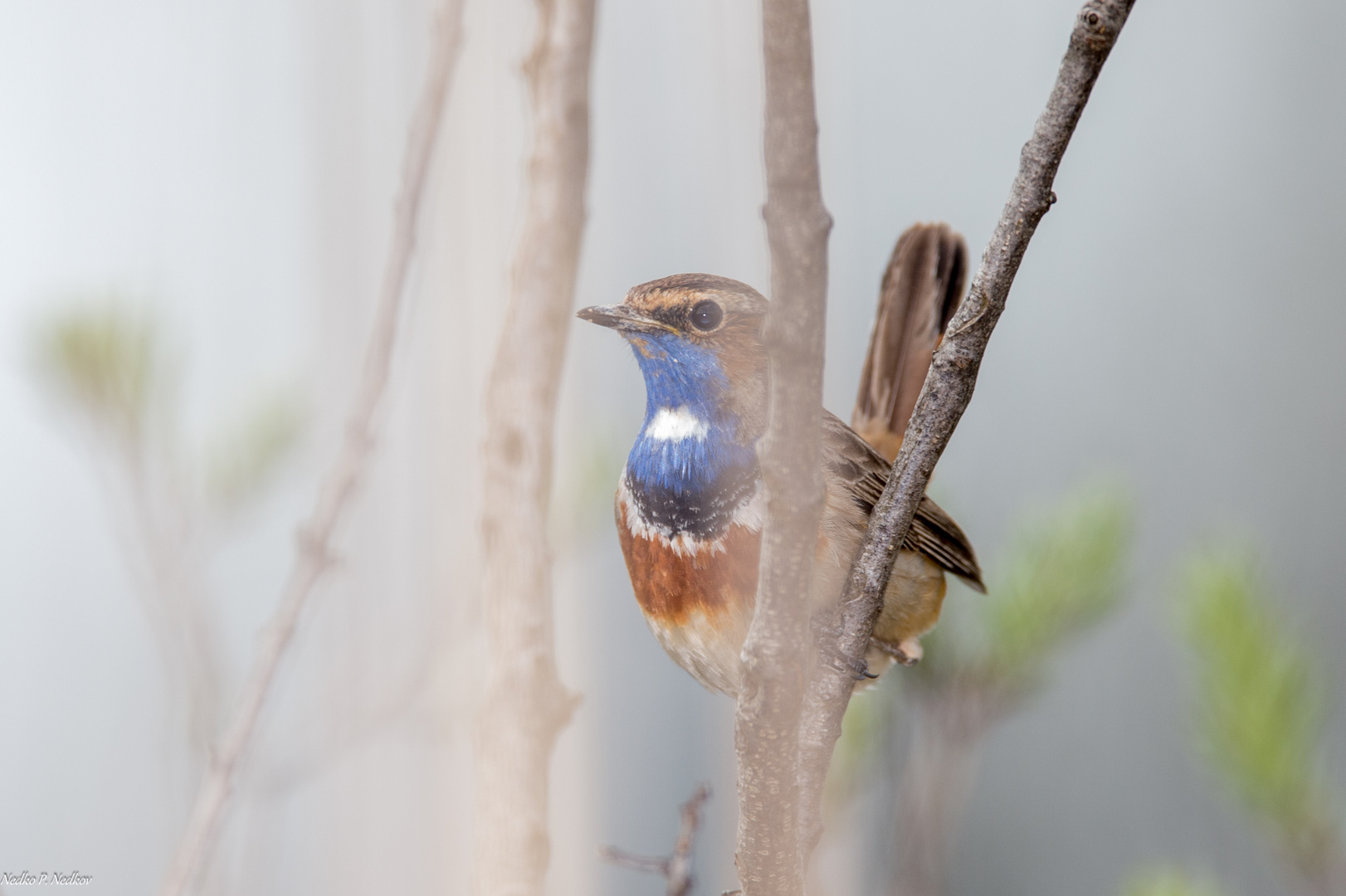 Blaukehlchen