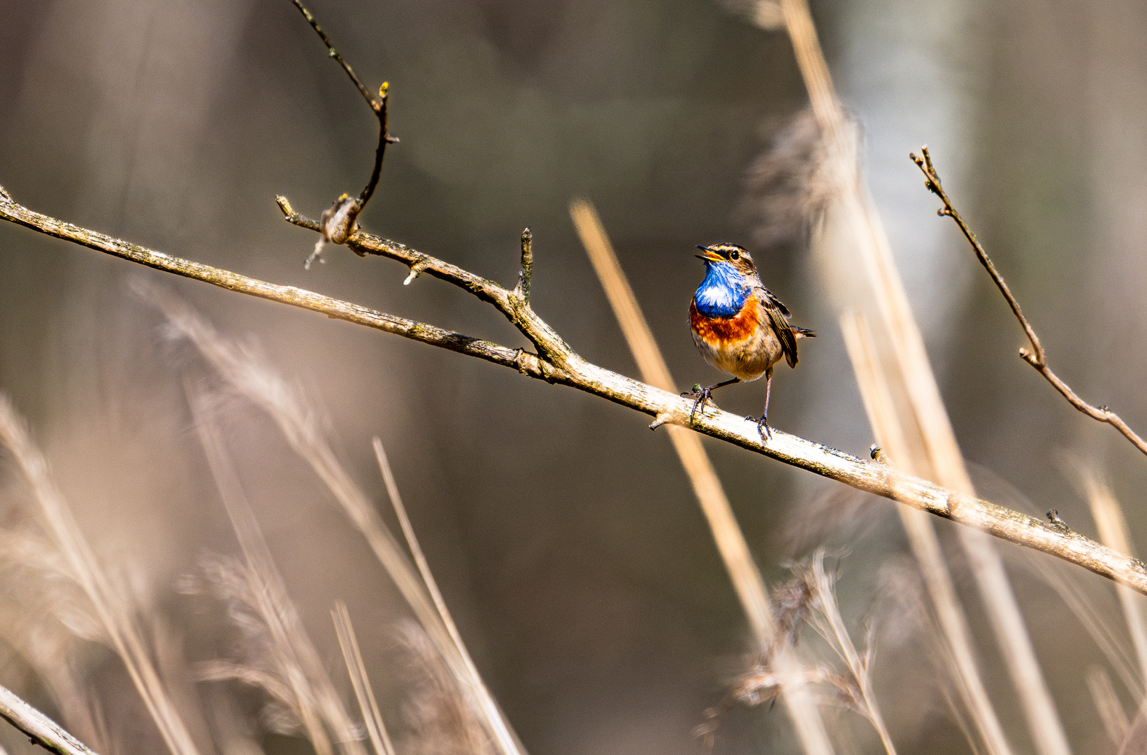 Blaukehlchen