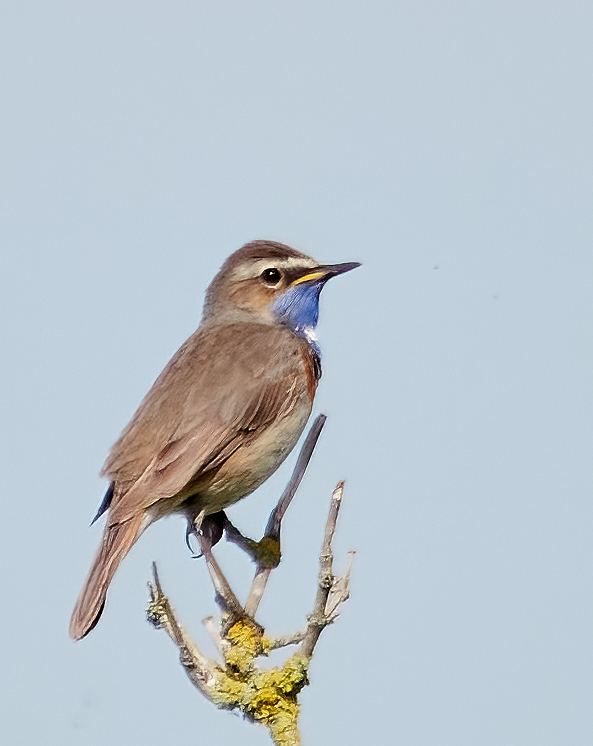 Blaukehlchen