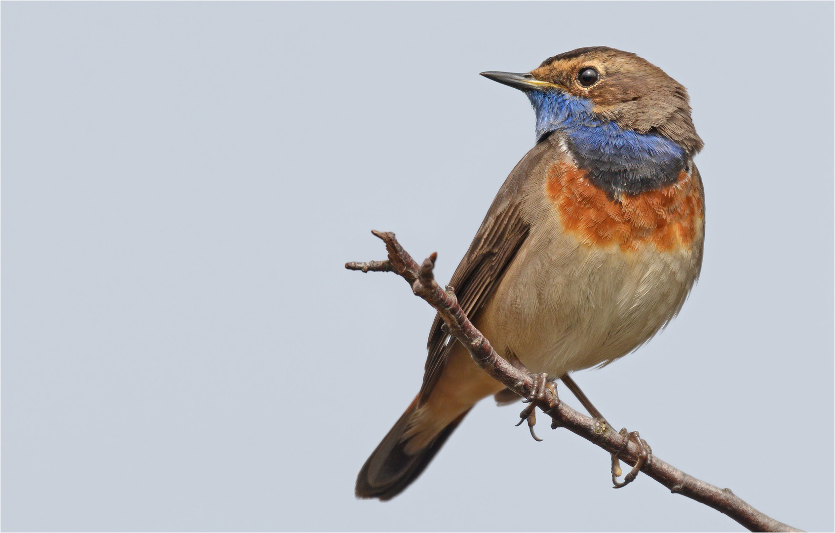 Blaukehlchen 