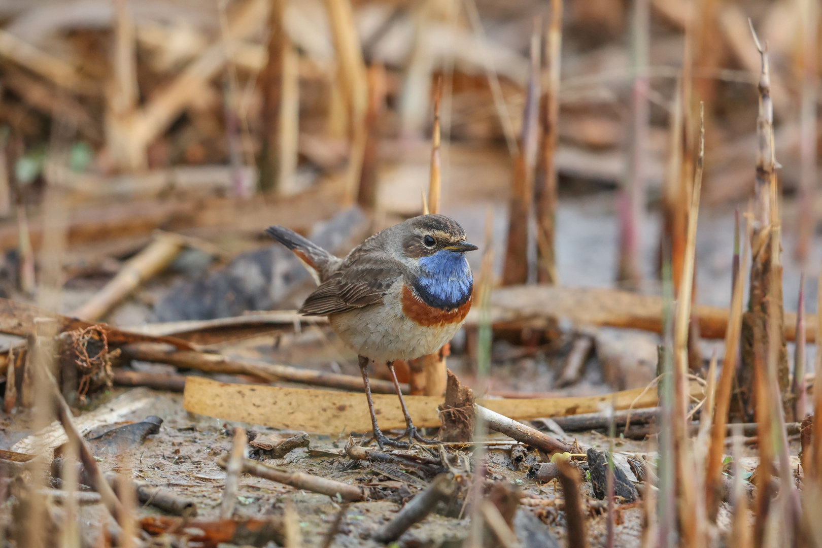 Blaukehlchen