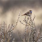 blaukehlchen....