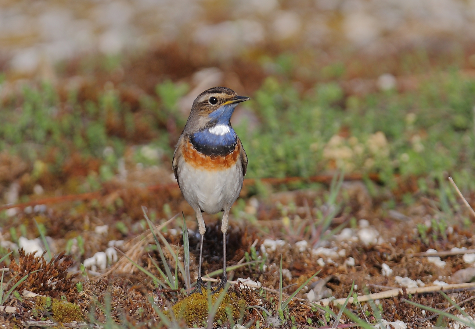 Blaukehlchen