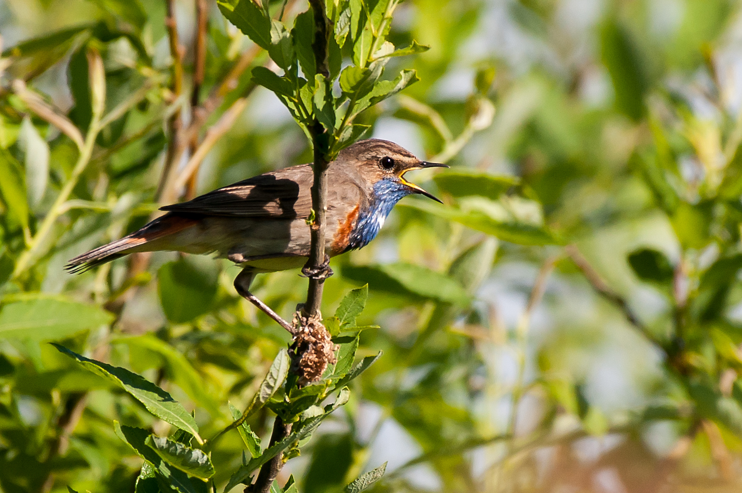 Blaukehlchen 