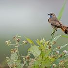 Blaukehlchen