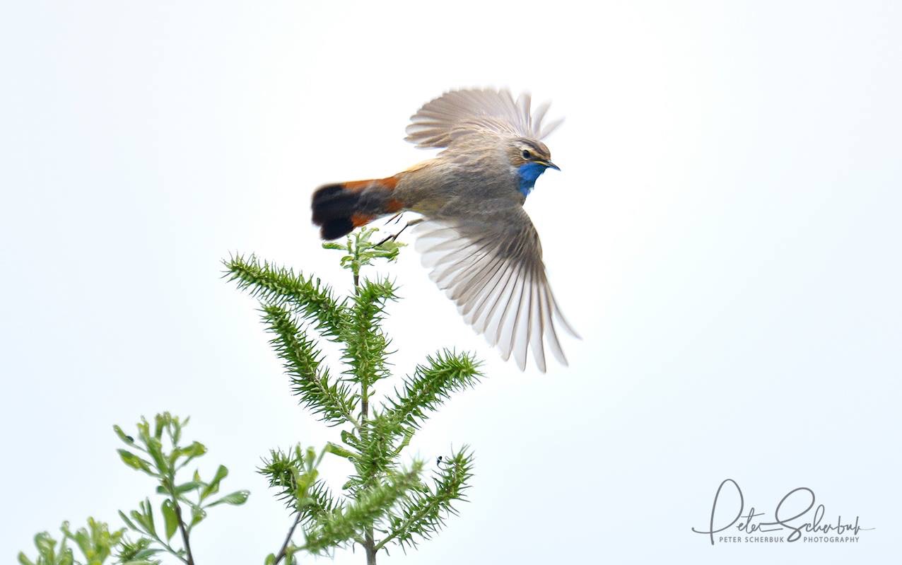 Blaukehlchen