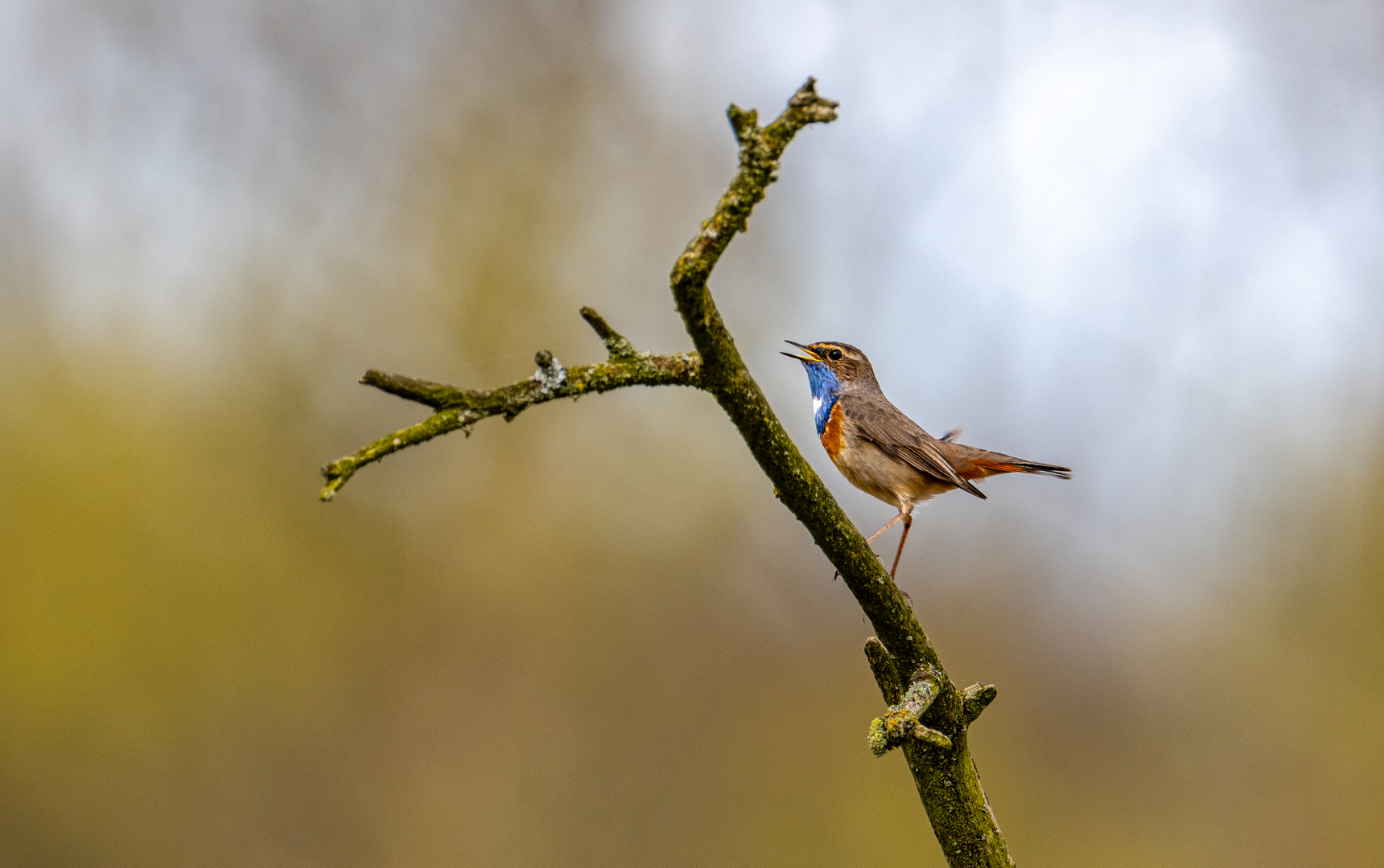 Blaukehlchen