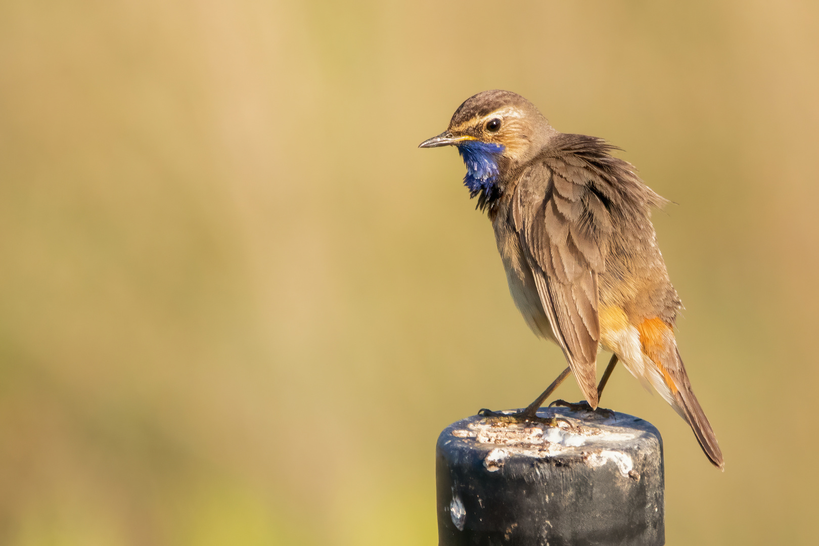 Blaukehlchen