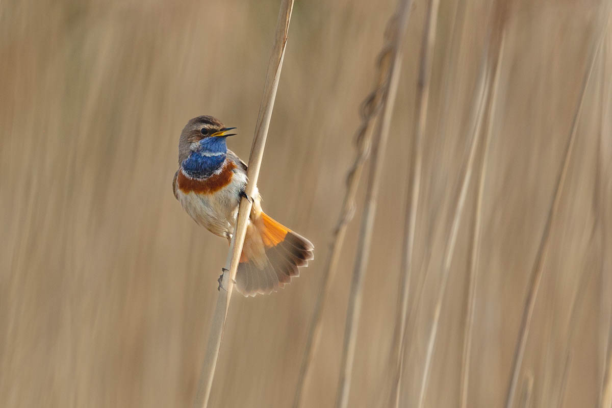 Blaukehlchen 