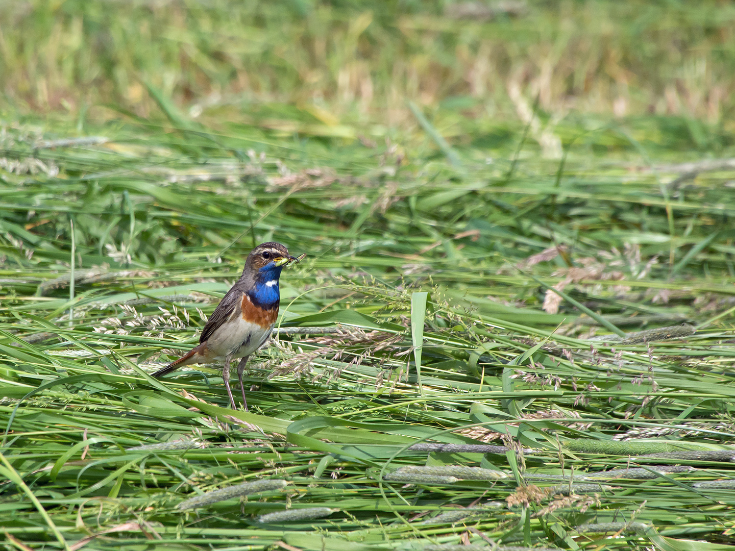 Blaukehlchen