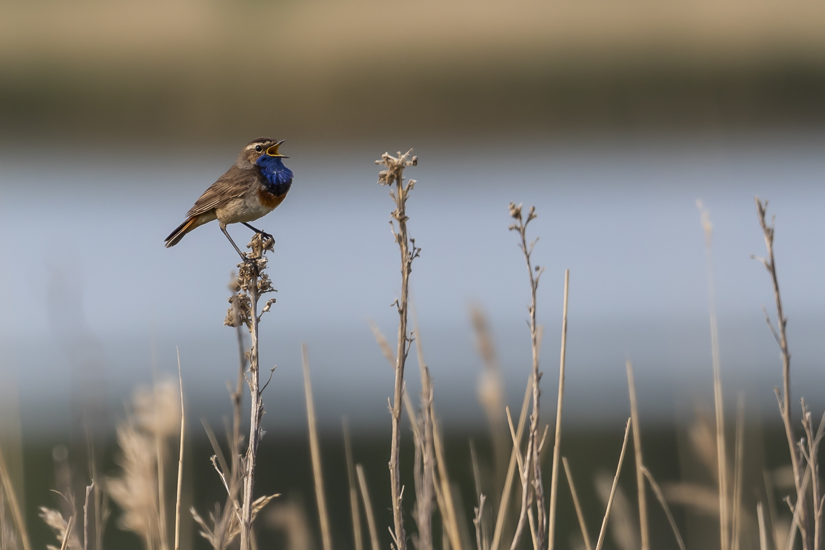 Blaukehlchen