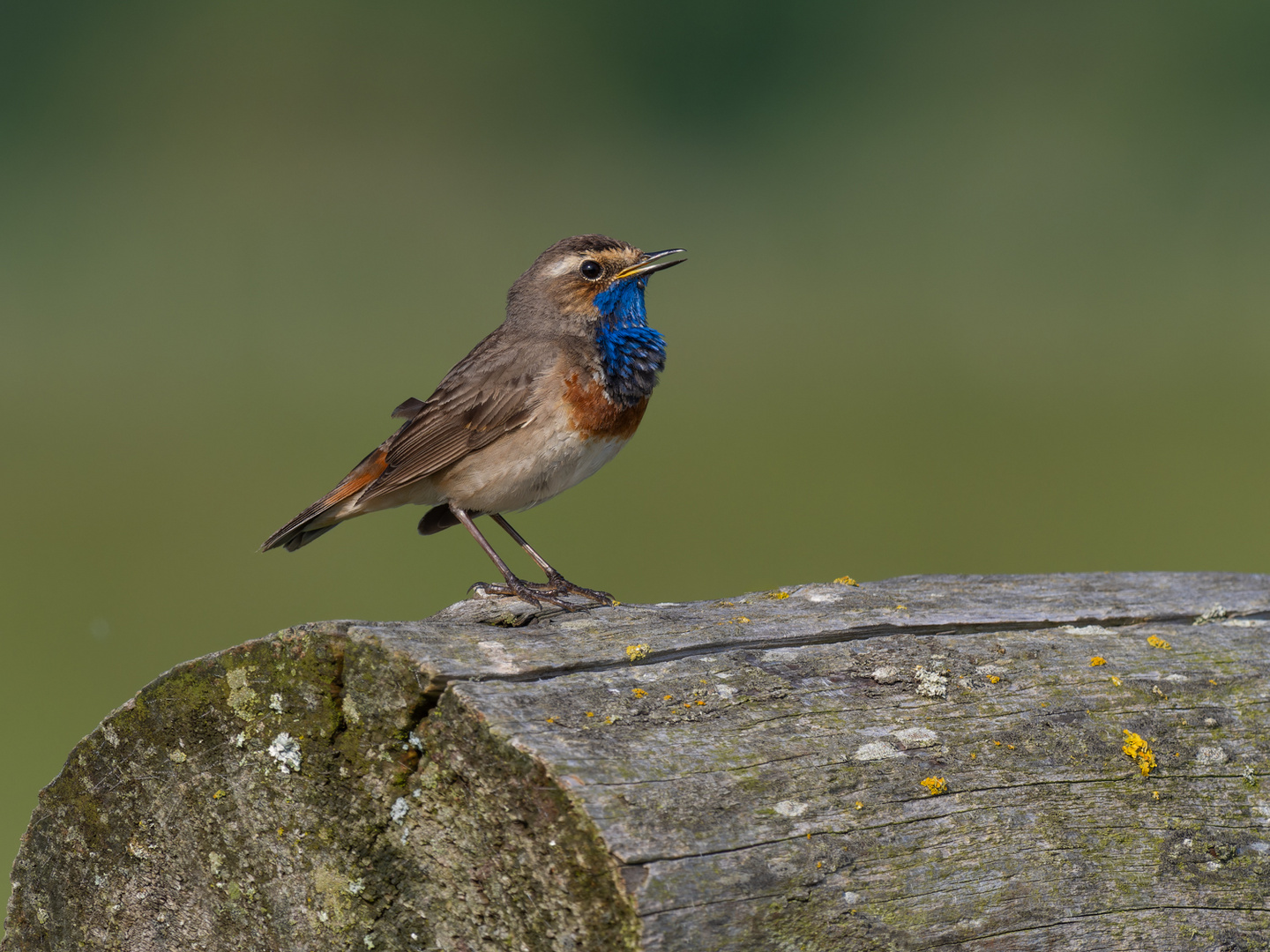 Blaukehlchen