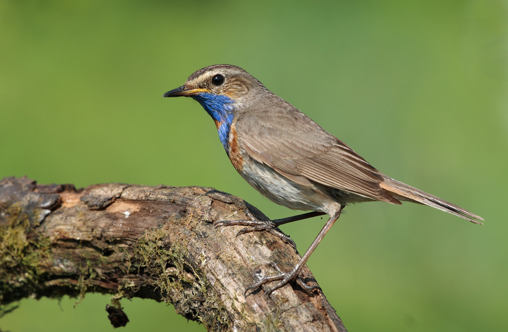 BlauKehlchen